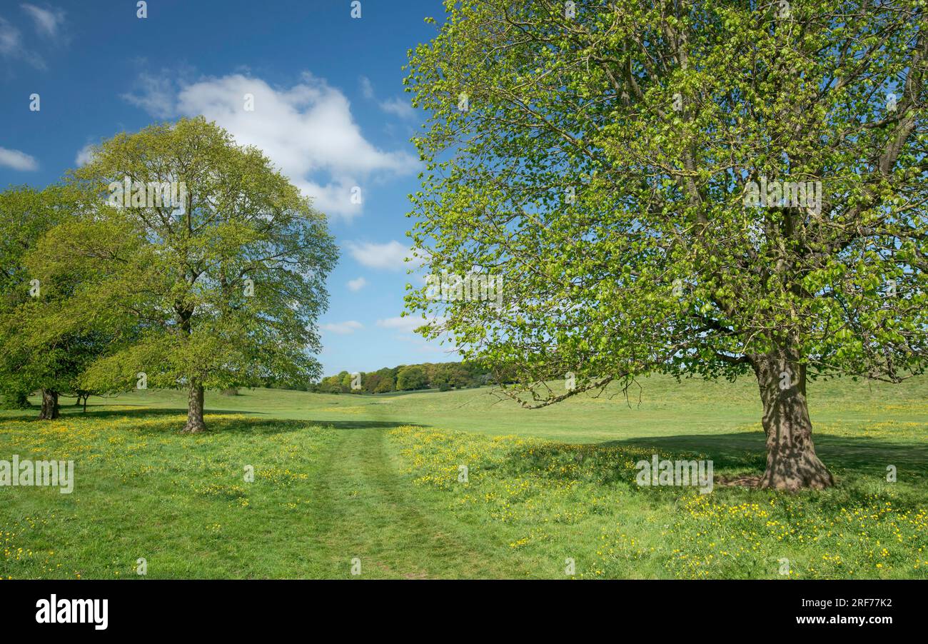 Die öffentliche Parklandschaft von Westwood und der Golfplatz mit Bäumen und wilden Butterblumen auf üppigem Grünland an einem schönen Frühlingsmorgen in Beverley. Stockfoto