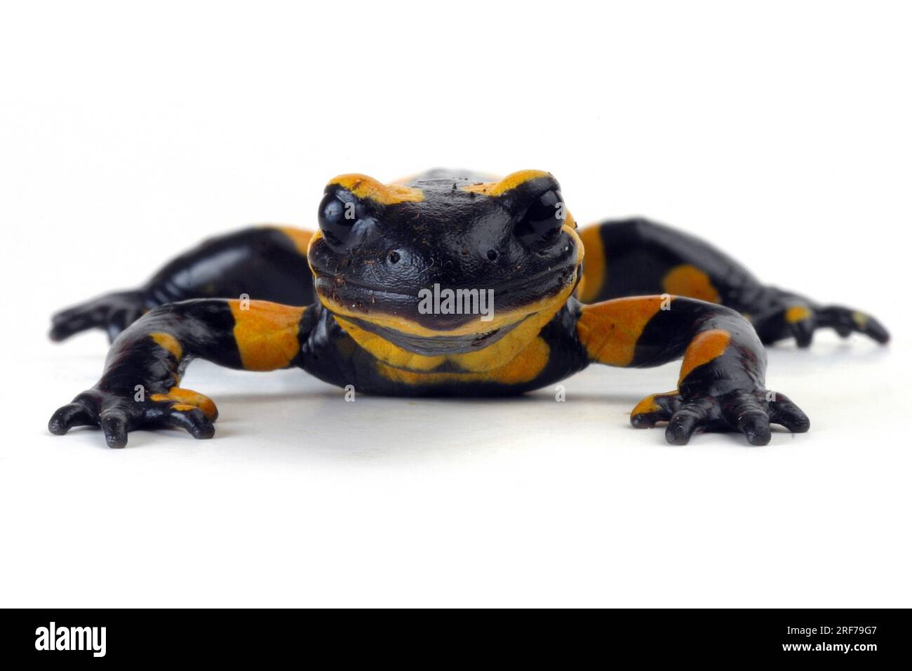 Feuersalamander (Salamandra salamandra terrestris), Portraet. | Europäischer Feuersalamander (Salamandra salamandra terrestris), Porträt. Stockfoto