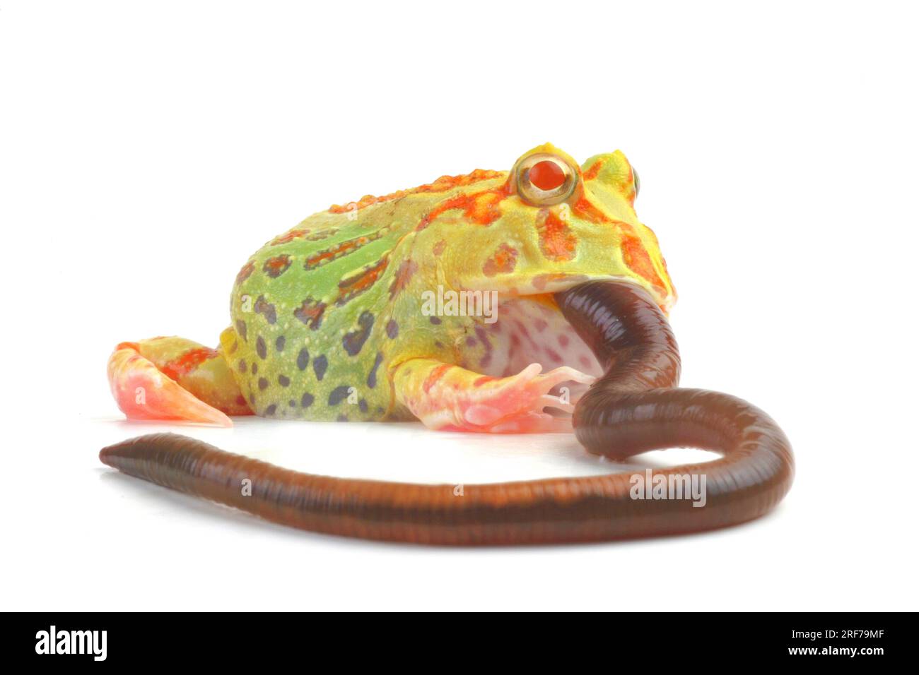 Schmuckhornfrosch (Ceratophrys ornata, Lumbricus terrestris), verschlingt einen Regenwurrm oder Tauwurm, Serie 1 von 10. | Argentinische horned Frog, pacm Stockfoto