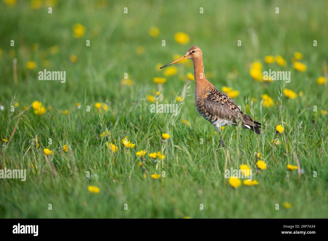 Uferschnepfe, Dümmer See (Limosa limosa), Stockfoto