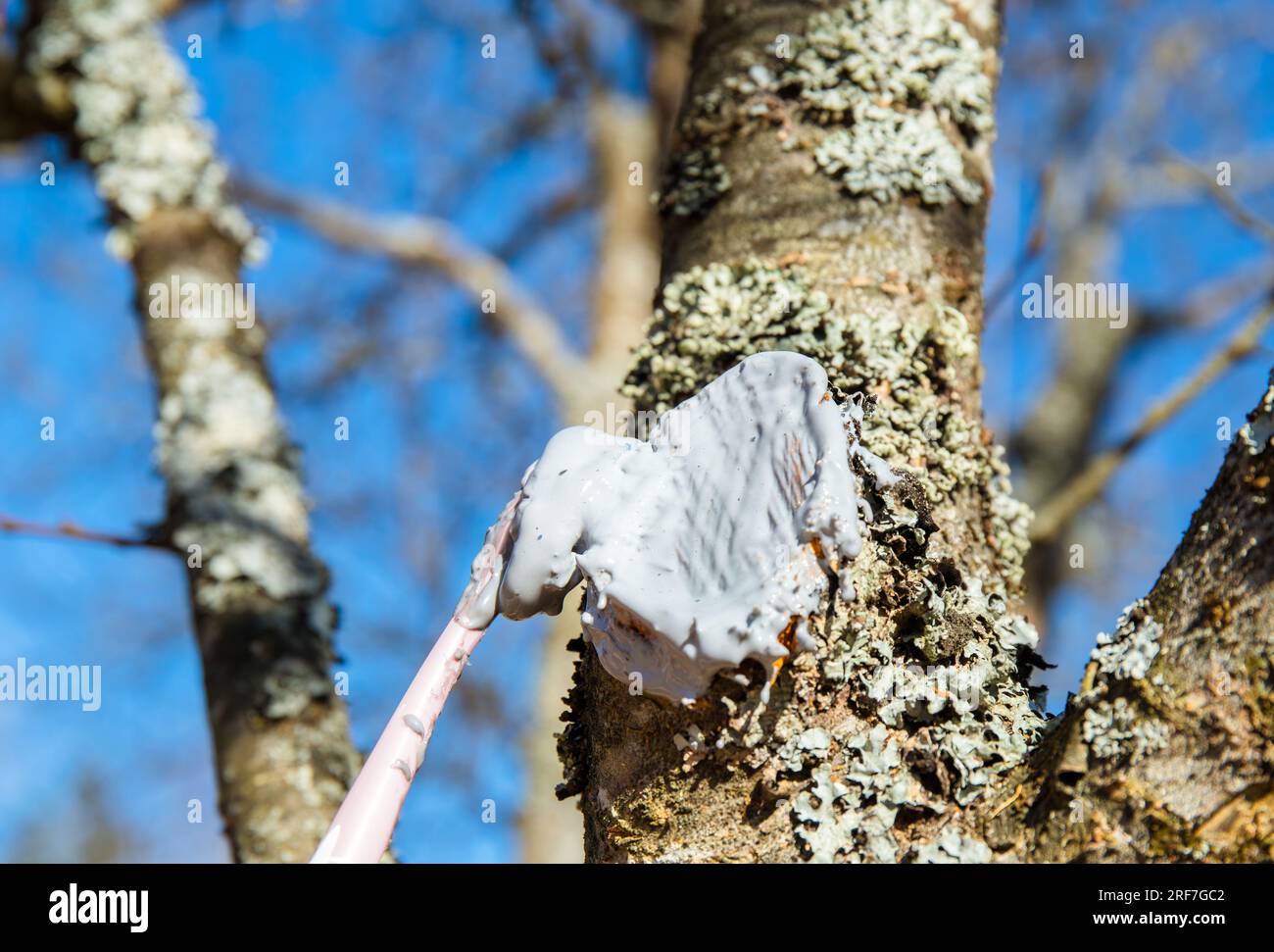 Person Heilpaste auf Apfelbaum Schnitt anwenden, um Trockenheit und Krankheit zu verhindern. Creme zum Schneiden von Schnitten, Transplantaten und Wunden an Bäumen. Pflanzenschutzkonzept. Stockfoto