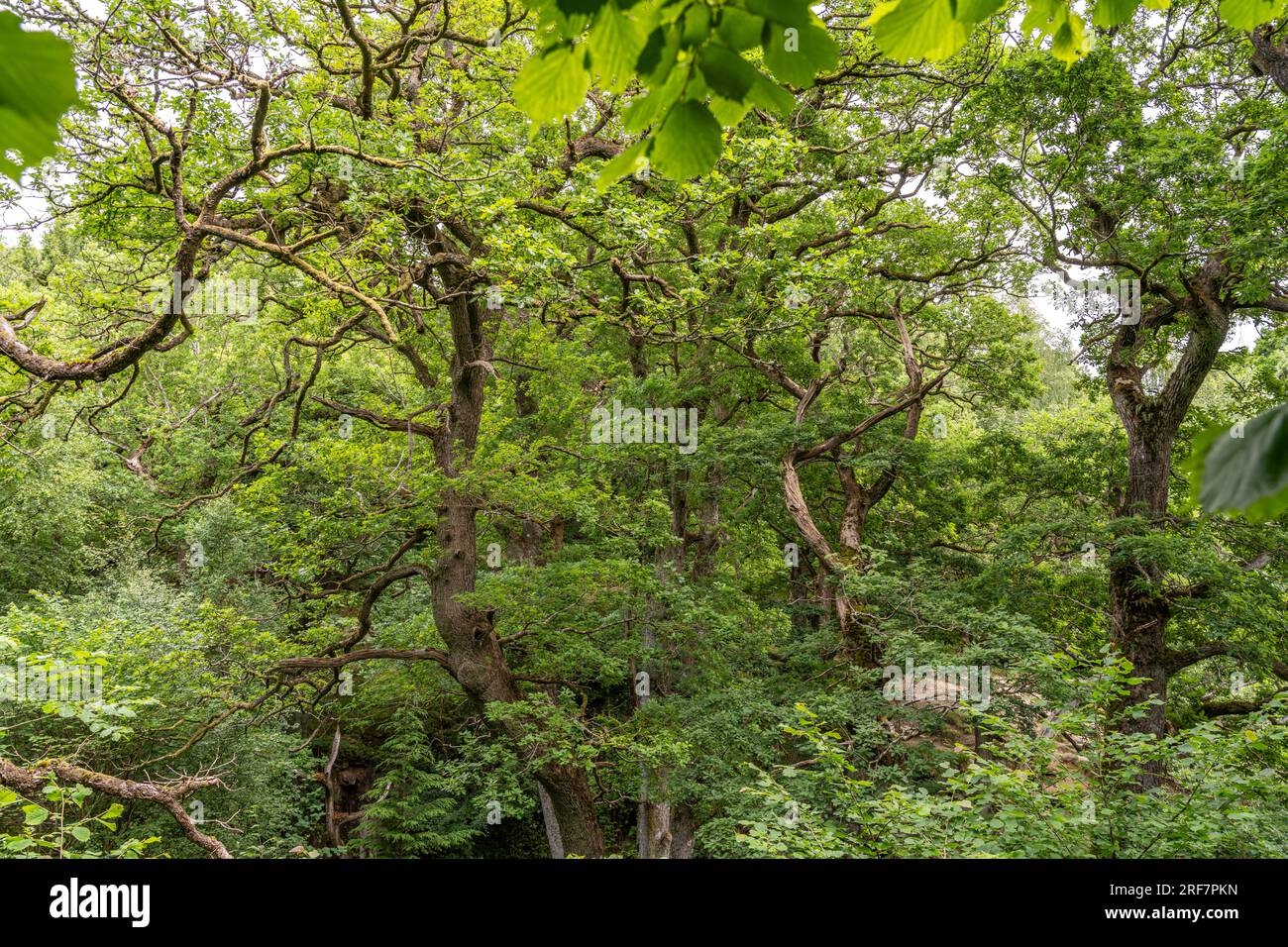 Wald im Lake District, England, Großbritannien, Europa | Lake District Forest, England, Vereinigtes Königreich Großbritannien, Europa Stockfoto