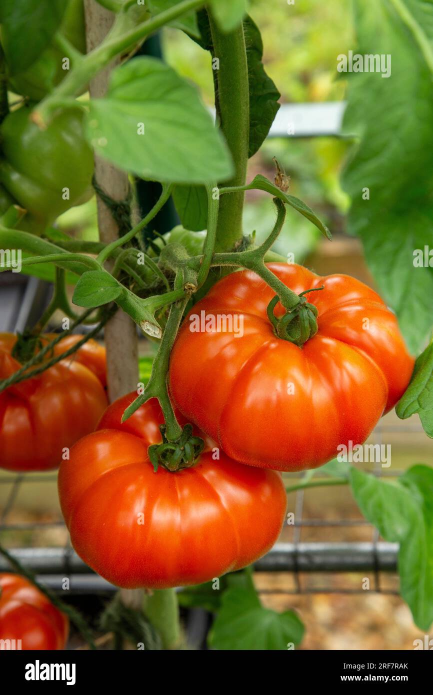 Rindertomaten-„Beefsteak“-Anbau und -Reifung in einem Gewächshaus in Devon. Steak Tomate, ideal für Grillgerichte und Hamburger. Stockfoto