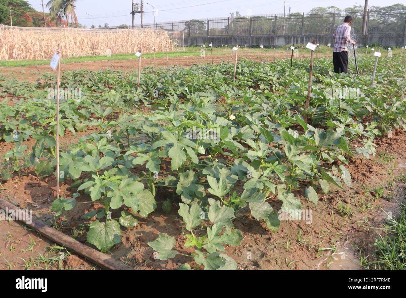 Okra- oder Lady's Fingers Farm mit einem Bauern zur Ernte sind Barfrüchte Stockfoto