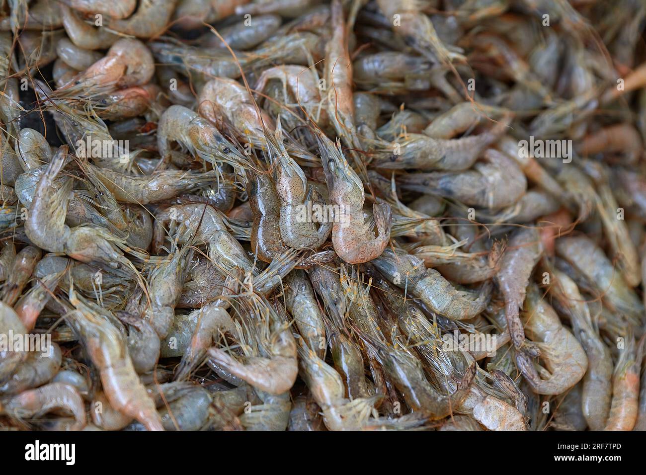 Frische rohe lebende Garnelen auf der Markttheke. Horizontale, flache Schärfentiefe Stockfoto