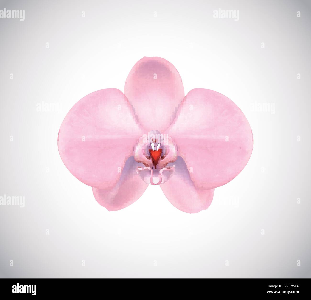 Wunderschöne rosa Orchideenblüten-Nahaufnahme isoliert im Hintergrund. Stock Vektor