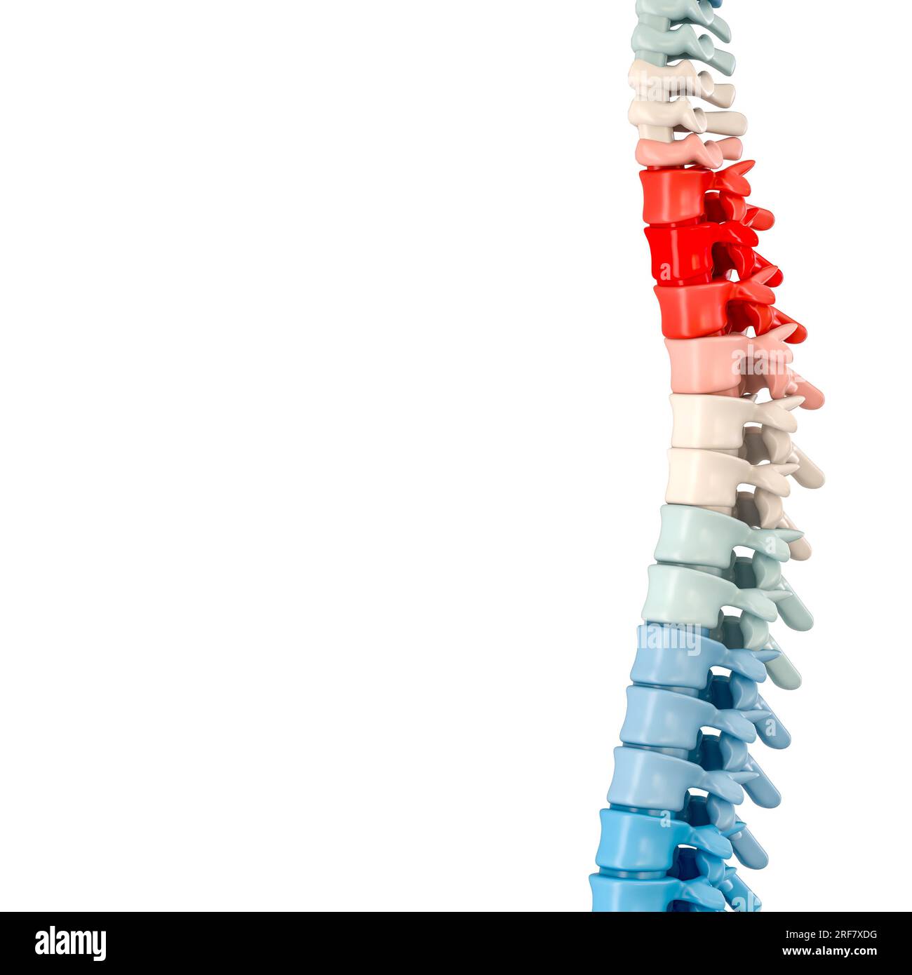 Farbige menschliche Wirbelsäule auf weißem Hintergrund. 3D-Rendern Stockfoto