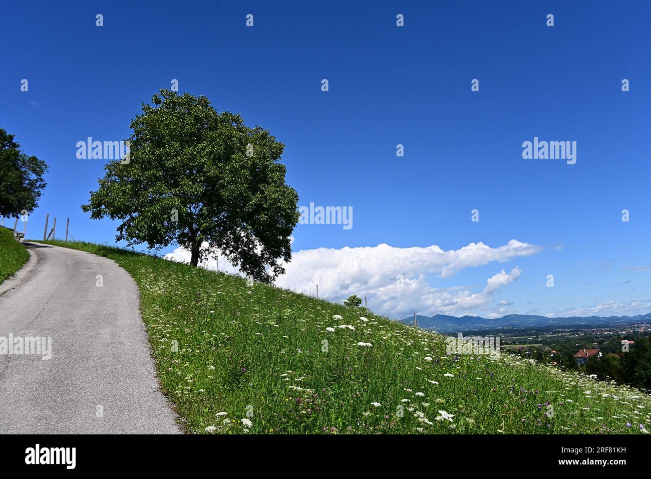 Gigantische Walnuss Stockfoto