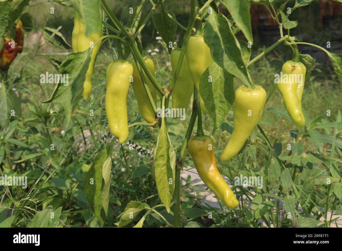 Der Bananenpfeffer ist ein mittelgroßes Mitglied der Chili-Pfeffer-Familie, das einen milden, würzigen Geschmack hat Stockfoto