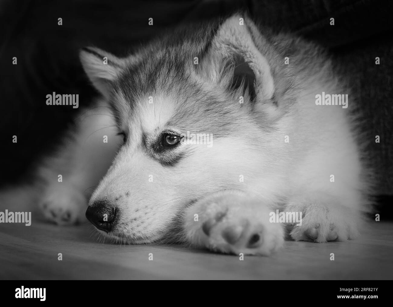 Alaskan Malamute Welpen Stockfoto