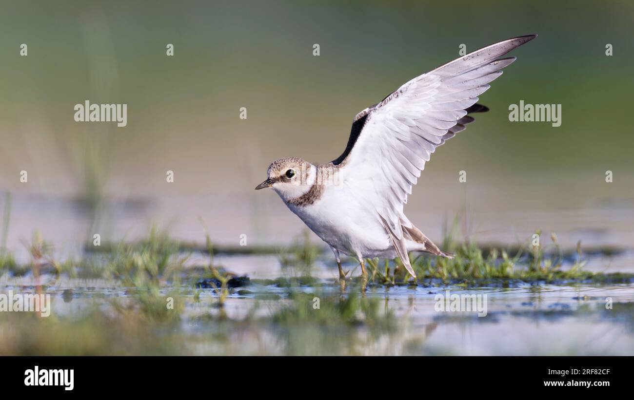 Little Ringed Plover (Charadrius dubius) Jungfische starten aus flachem Wasser. Flügel hoch. Stockfoto