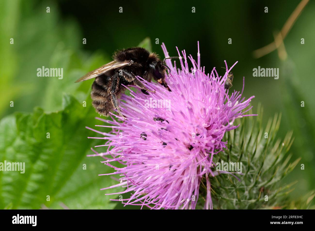 Ruderale Hummel Bombus ruderatus, melanische Sorte schwarze Hummel auf violettem Blumenmuster, Ingwerhaare von Unterkiefer graue Bänder am Bauch Sommer Sonnenlicht Stockfoto