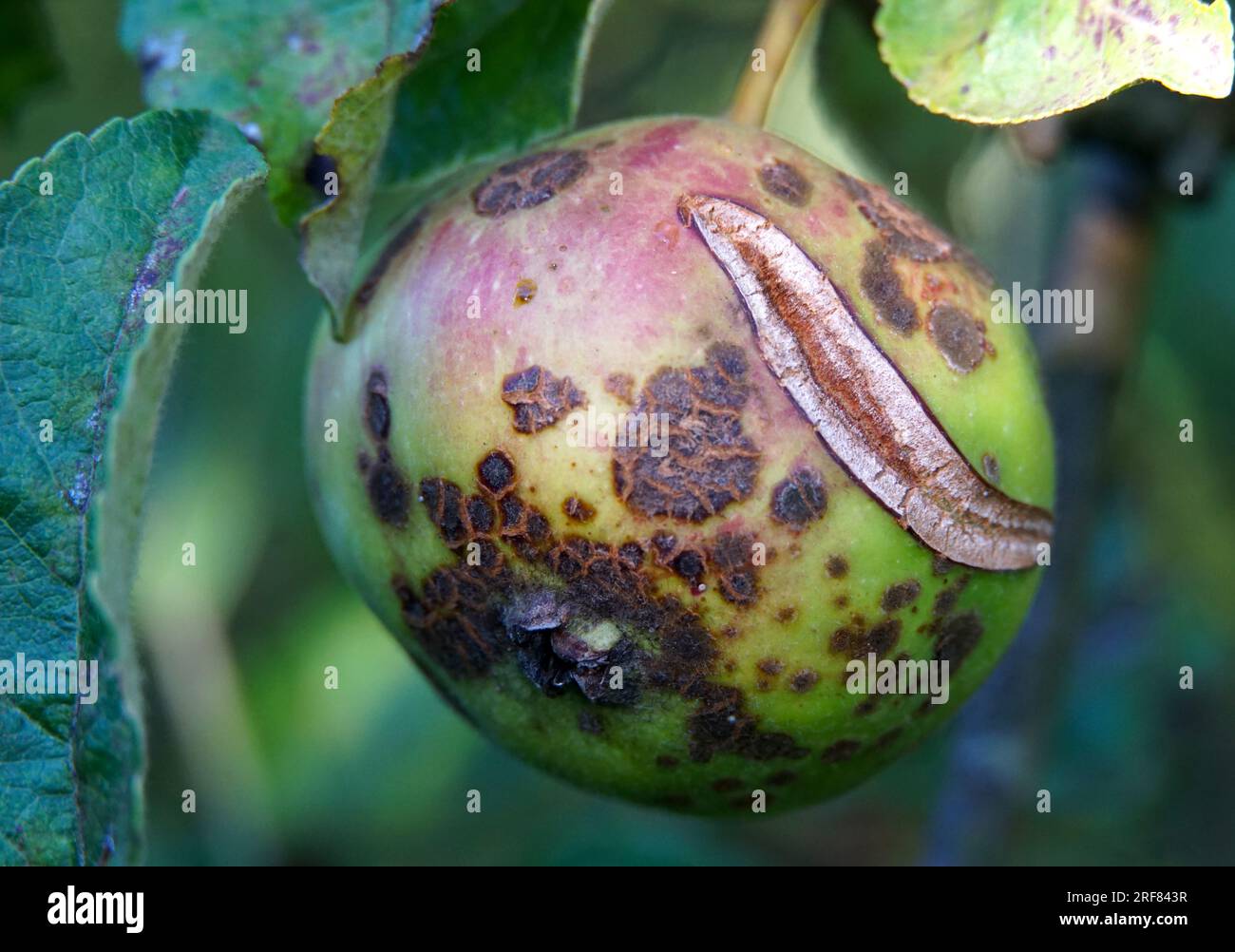 Krankheit an den Äpfeln in einem Obstgarten Stockfoto