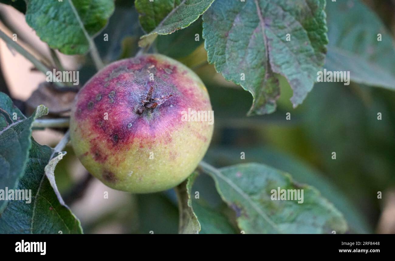 Krankheit an den Äpfeln in einem Obstgarten Stockfoto