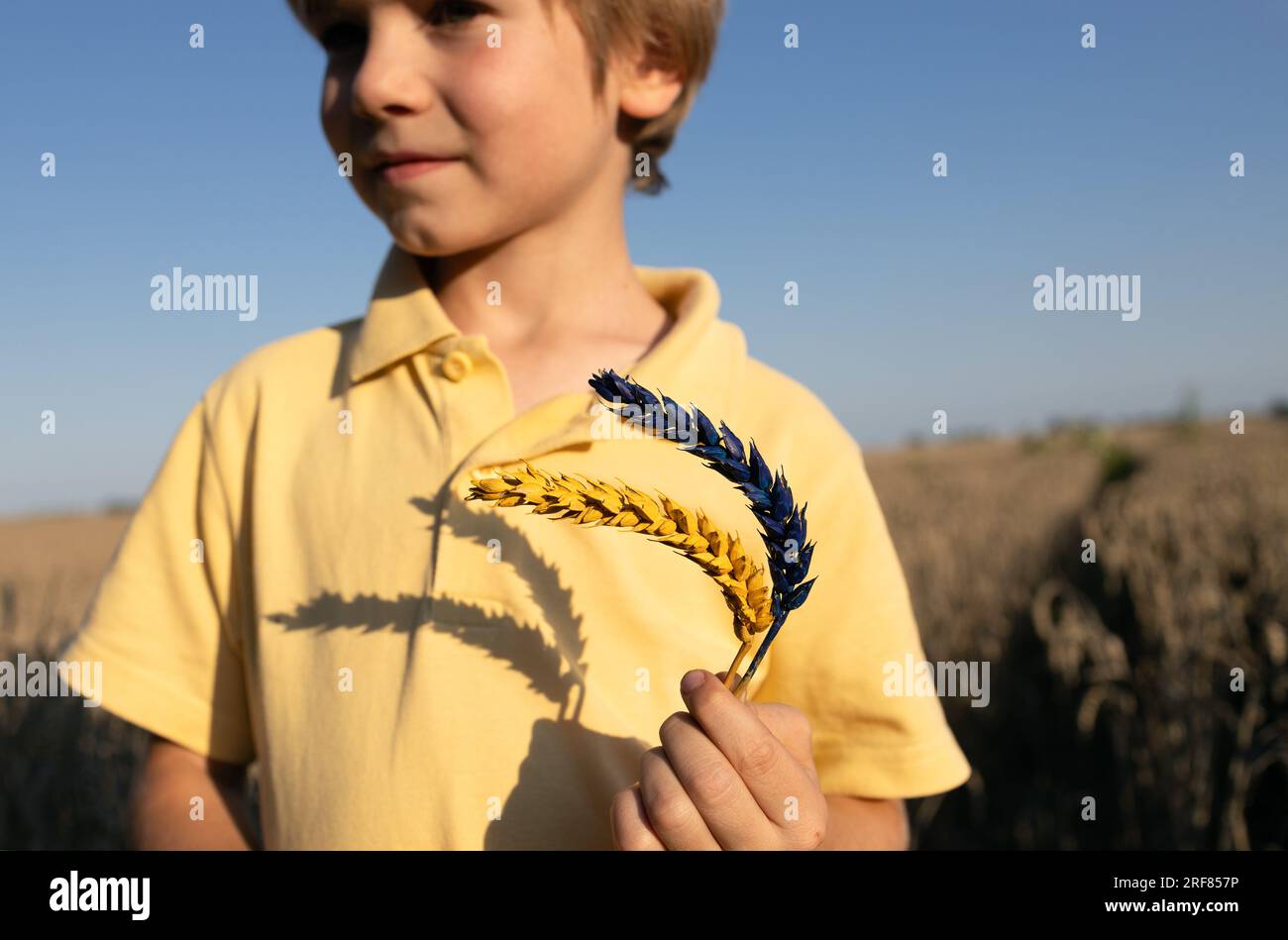 Der Junge ist unscharf und hält zwei Stacheln Weizen in den Farben Gelb und Blau der ukrainischen Flagge. Sonniger Tag, Schatten von Stacheln anstelle von ch Stockfoto