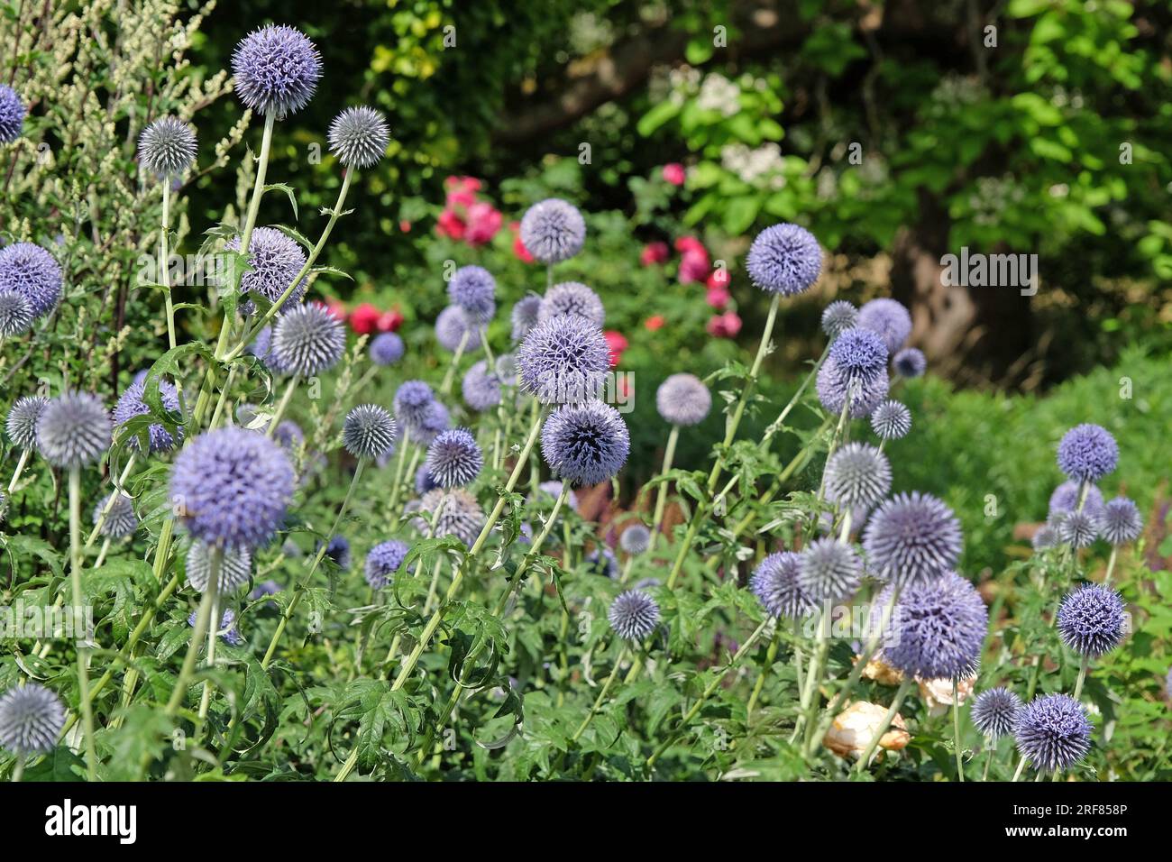 Echinops „Taplow Blue“-Gürtel in Blüte Stockfoto