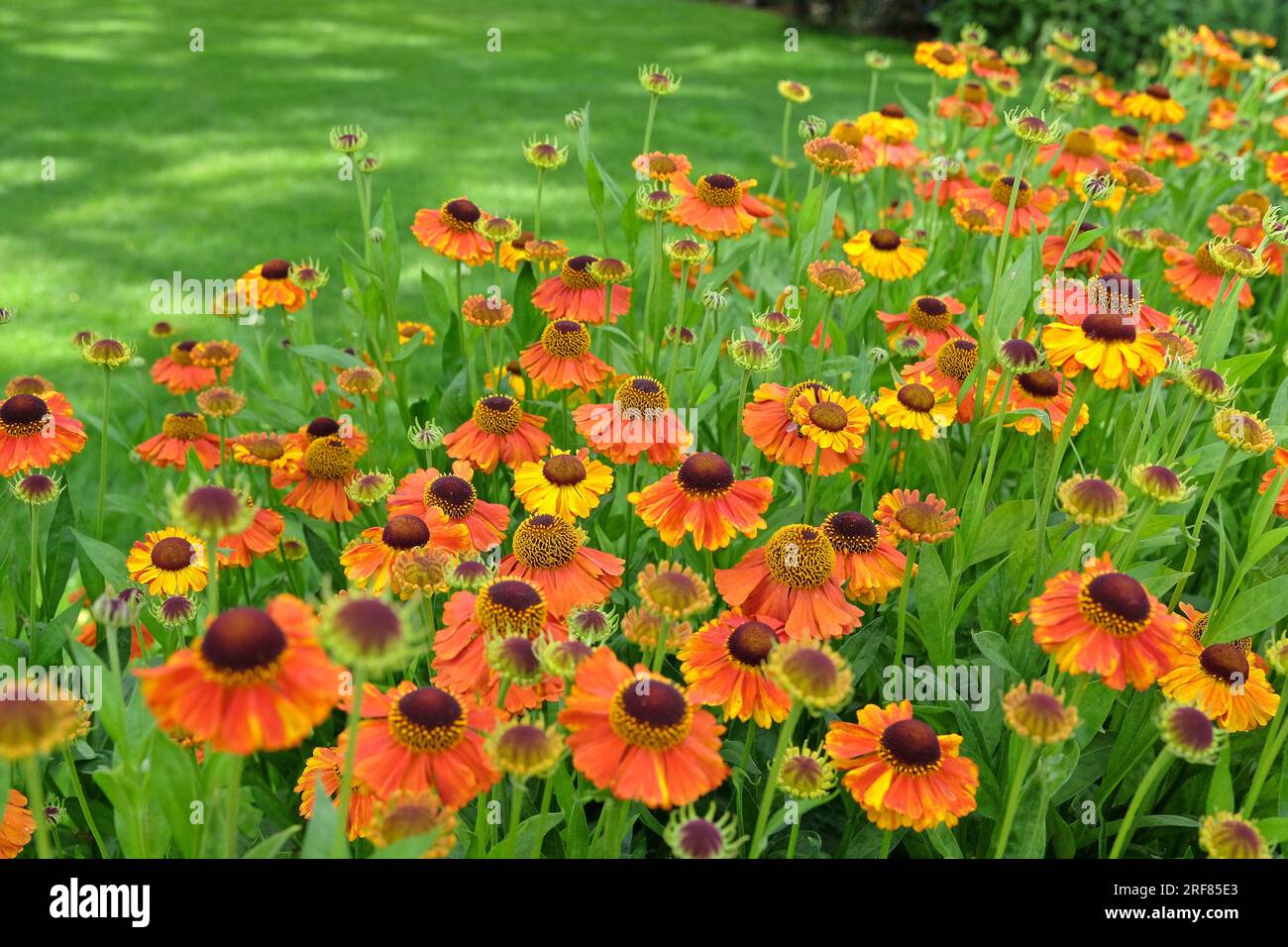 Orangenhelenium „Sahins frühe Blüte“ in Blüte. Stockfoto
