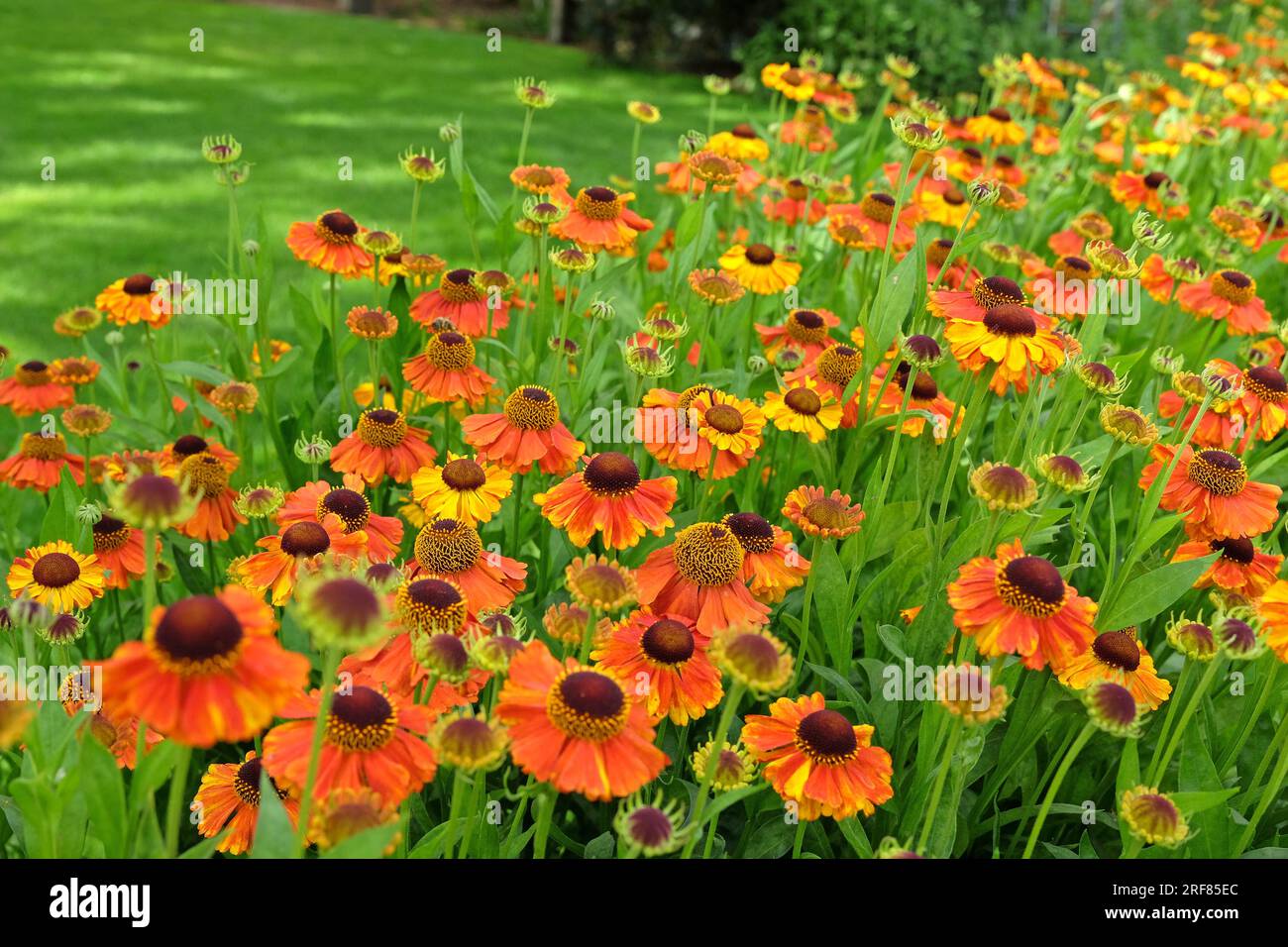 Orangenhelenium „Sahins frühe Blüte“ in Blüte. Stockfoto