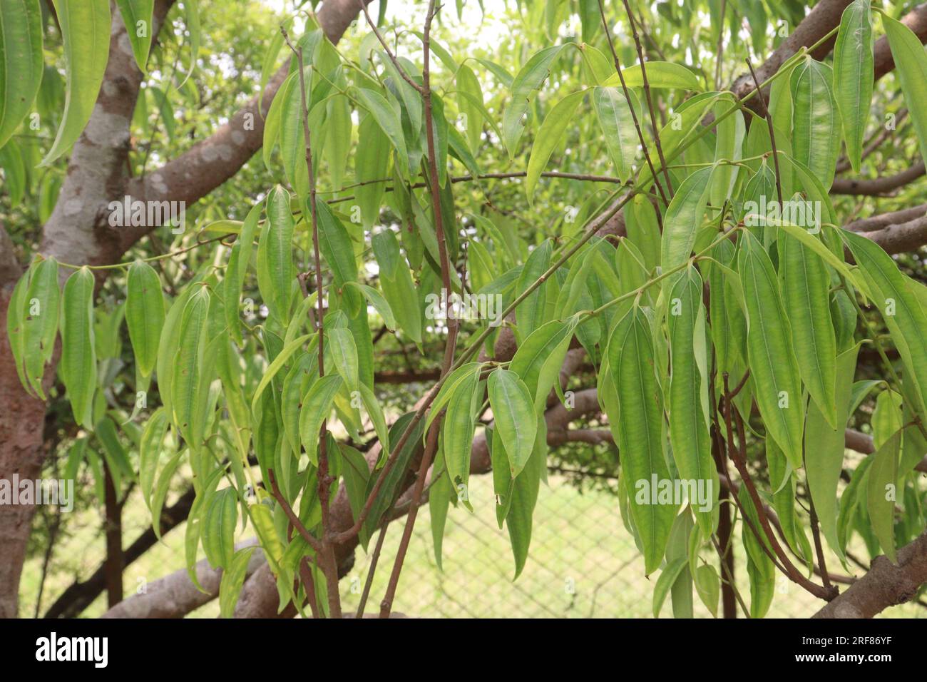 Die Gewürzpflanze Cinnamomum osmophloeum auf dem Hof für die Ernte ist eine Geldfrucht Stockfoto