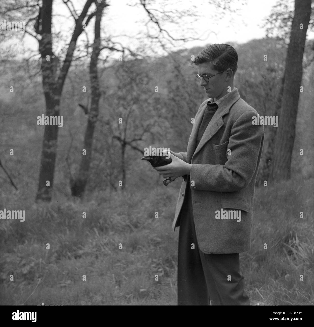 1950er Jahre, historisch, ein Mann in einer Sportjacke in einem bewaldeten Hügel stehend mit einer Amsel, möglicherweise verletzt, England, Großbritannien. Stockfoto