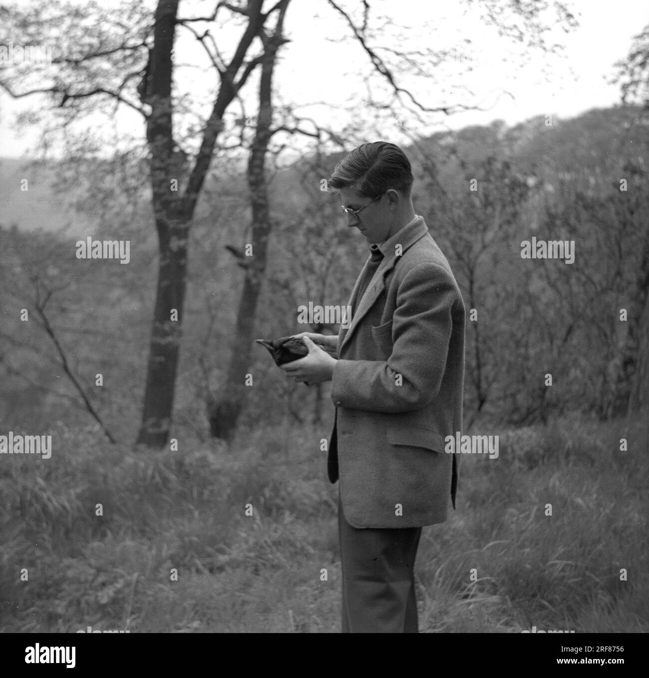 1950er Jahre, historisch, ein Mann in einer Sportjacke in einem bewaldeten Hügel stehend mit einer Amsel, möglicherweise verletzt, England, Großbritannien. Stockfoto