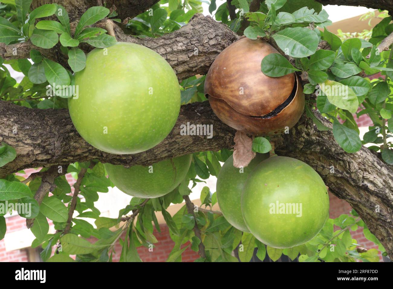 Kalabaschbaum mit Früchten auf dem Garten, die nicht zum Essen nötig sind, sind Geldfrüchte Stockfoto