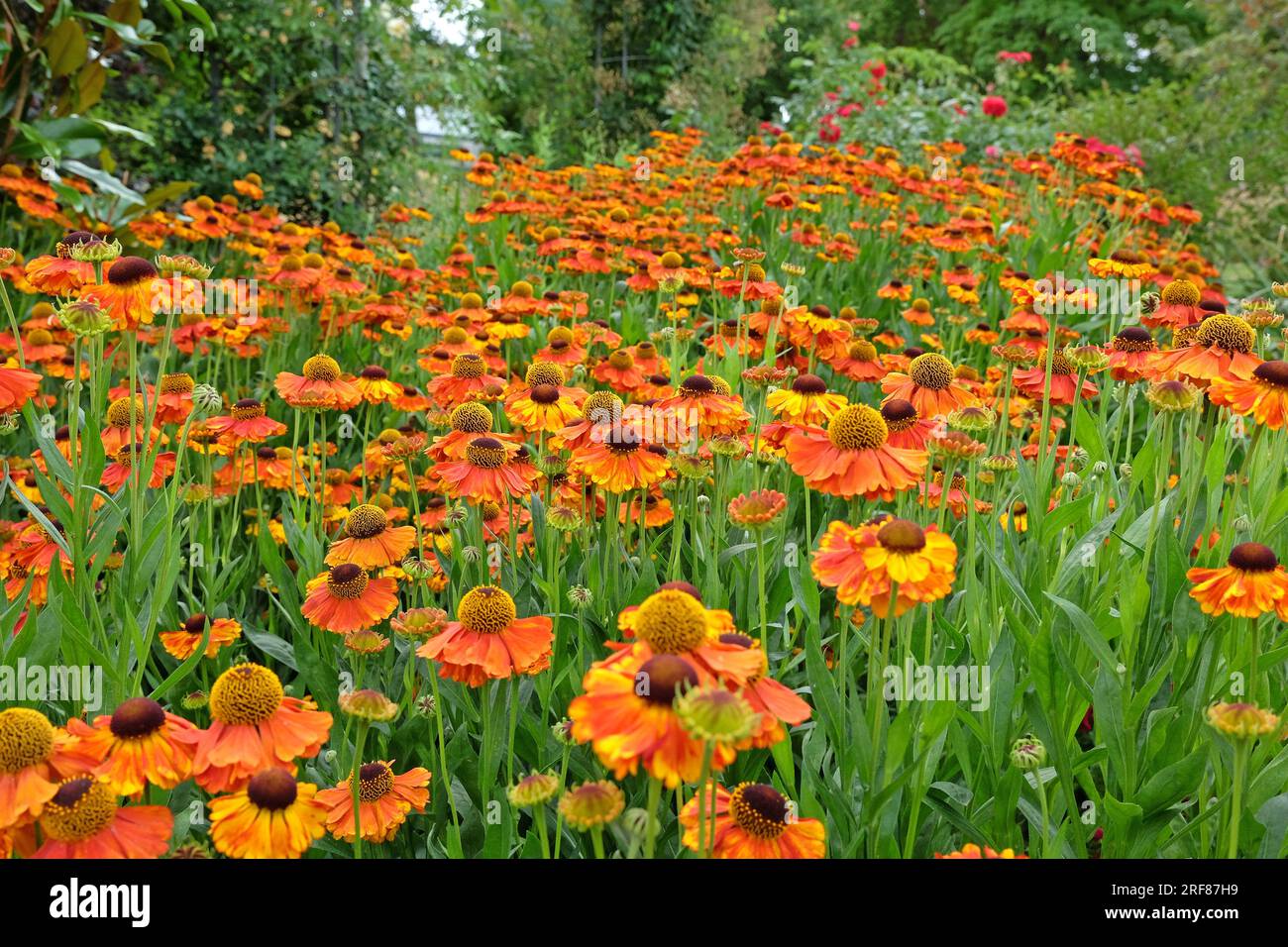 Orangenhelenium „Sahins frühe Blüte“ in Blüte. Stockfoto