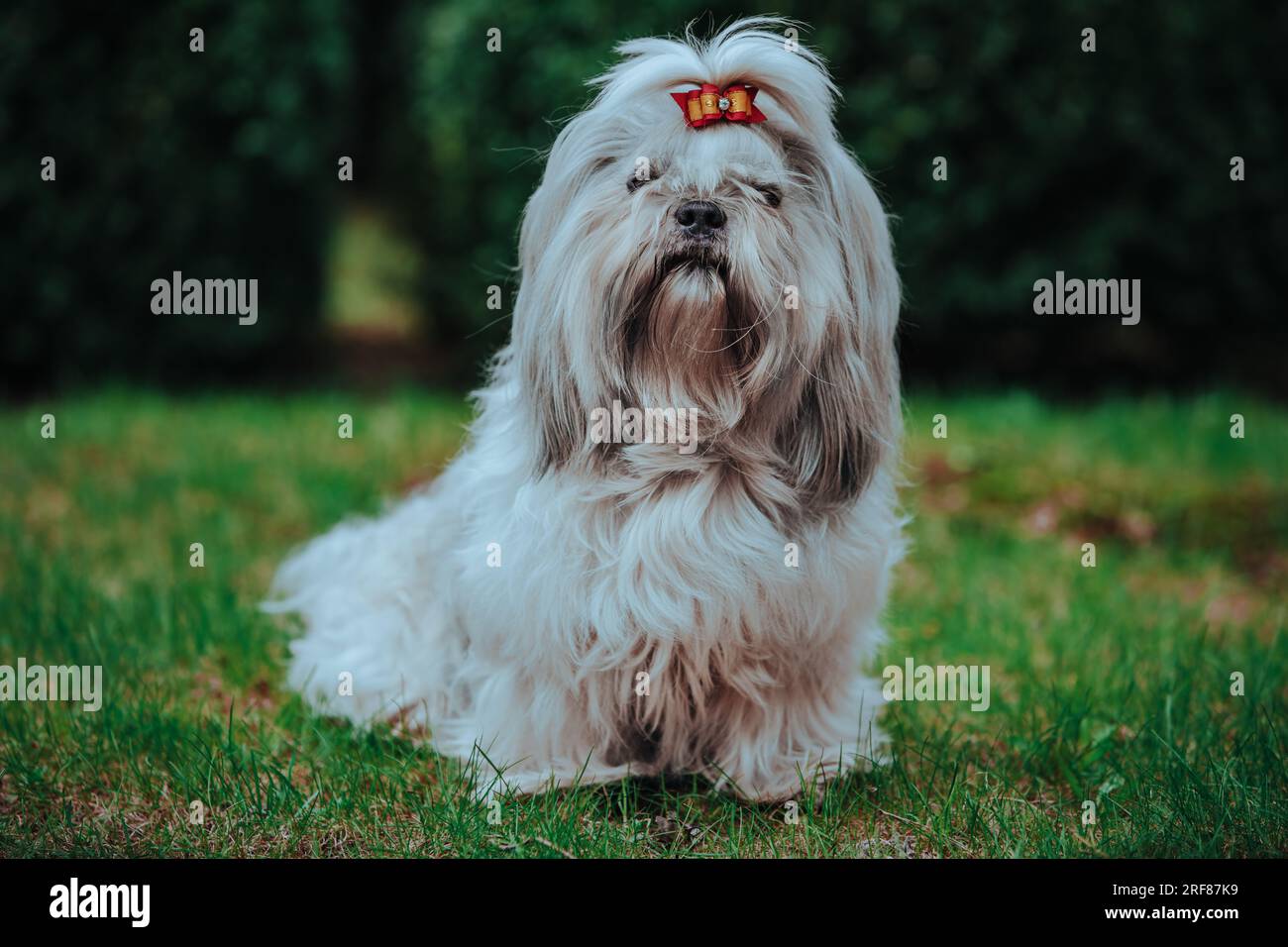 Shih Tzu-Hund, der im Garten auf Gras sitzt Stockfoto