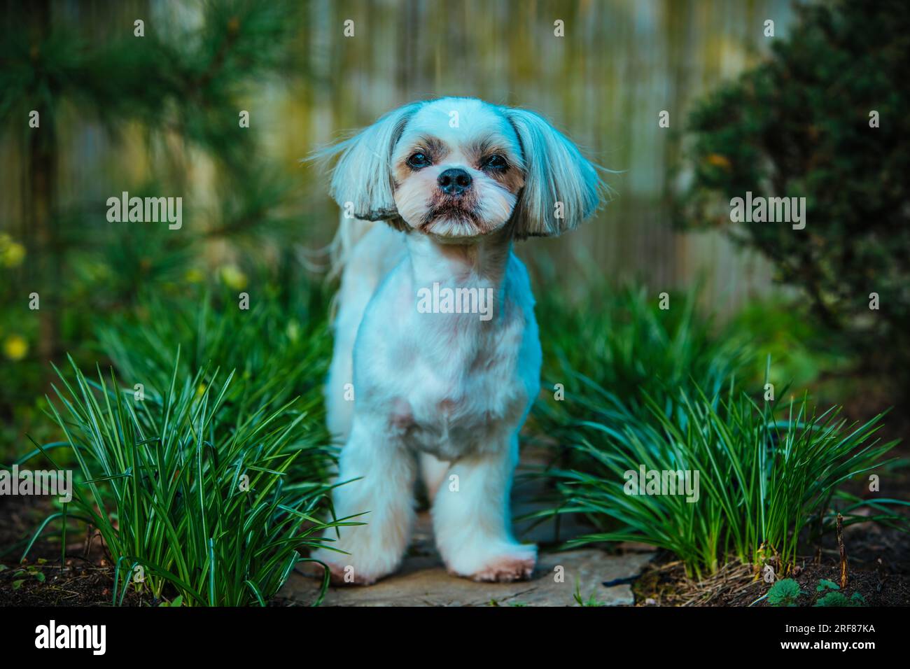 Shih Tzu-Hund, der im Garten auf Gras sitzt Stockfoto