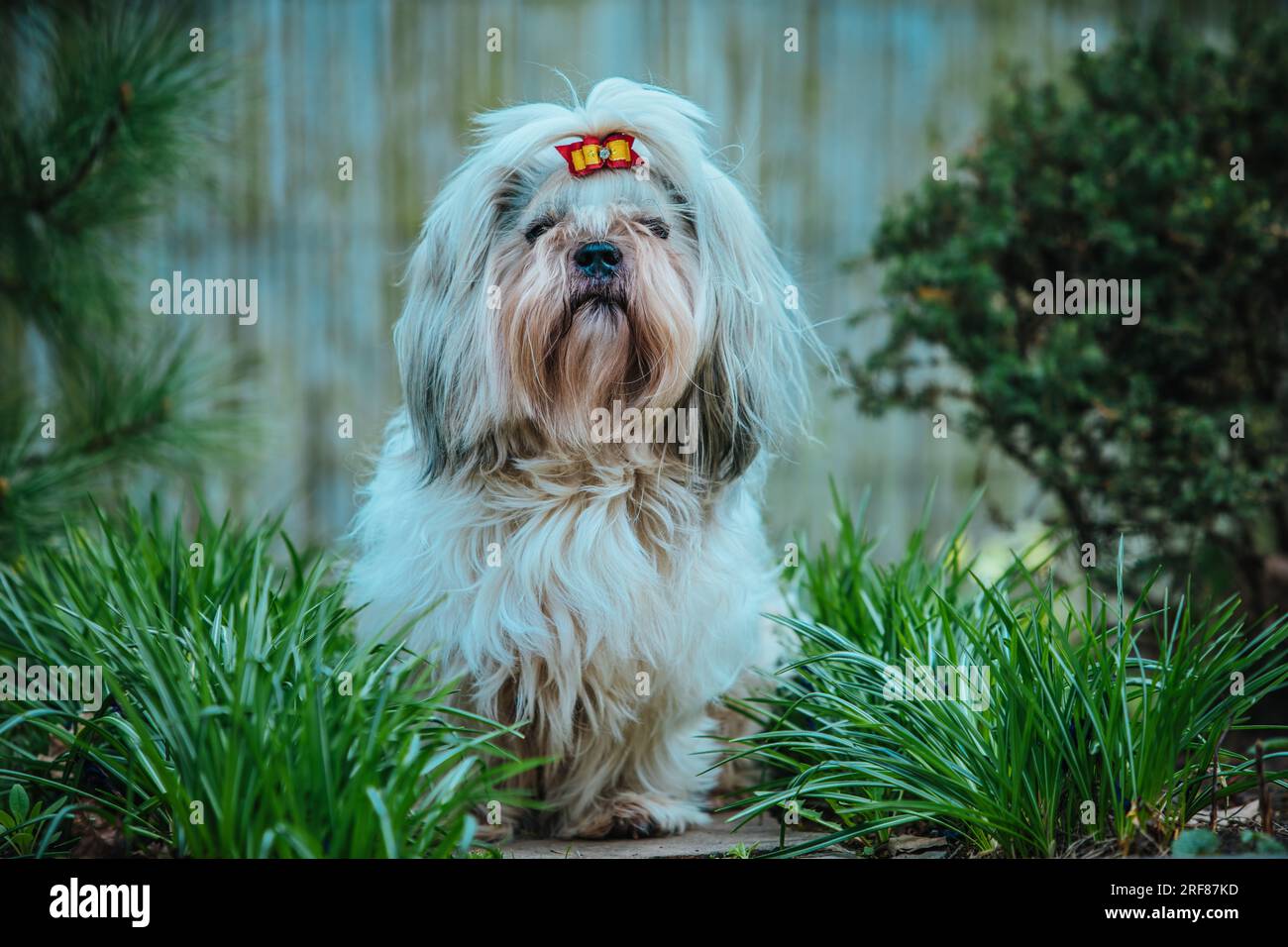 Shih Tzu-Hund, der im Garten auf Gras sitzt Stockfoto