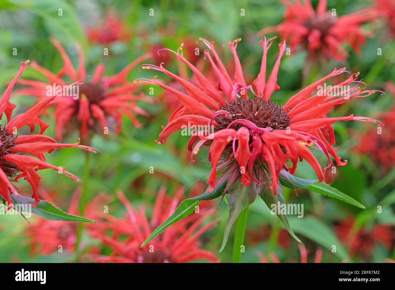 Rote Monarda „Oneida“ in Blüte. Stockfoto