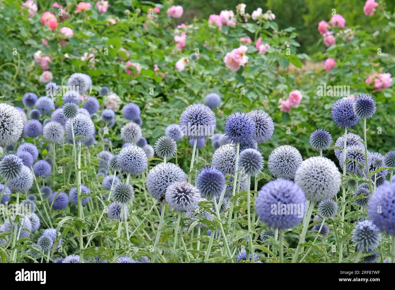 Echinops „Taplow Blue“-Gürtel in Blüte Stockfoto