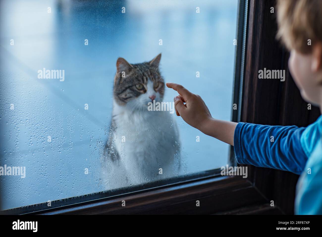 Das Kind sieht die Katze vor dem Fenster an Stockfoto