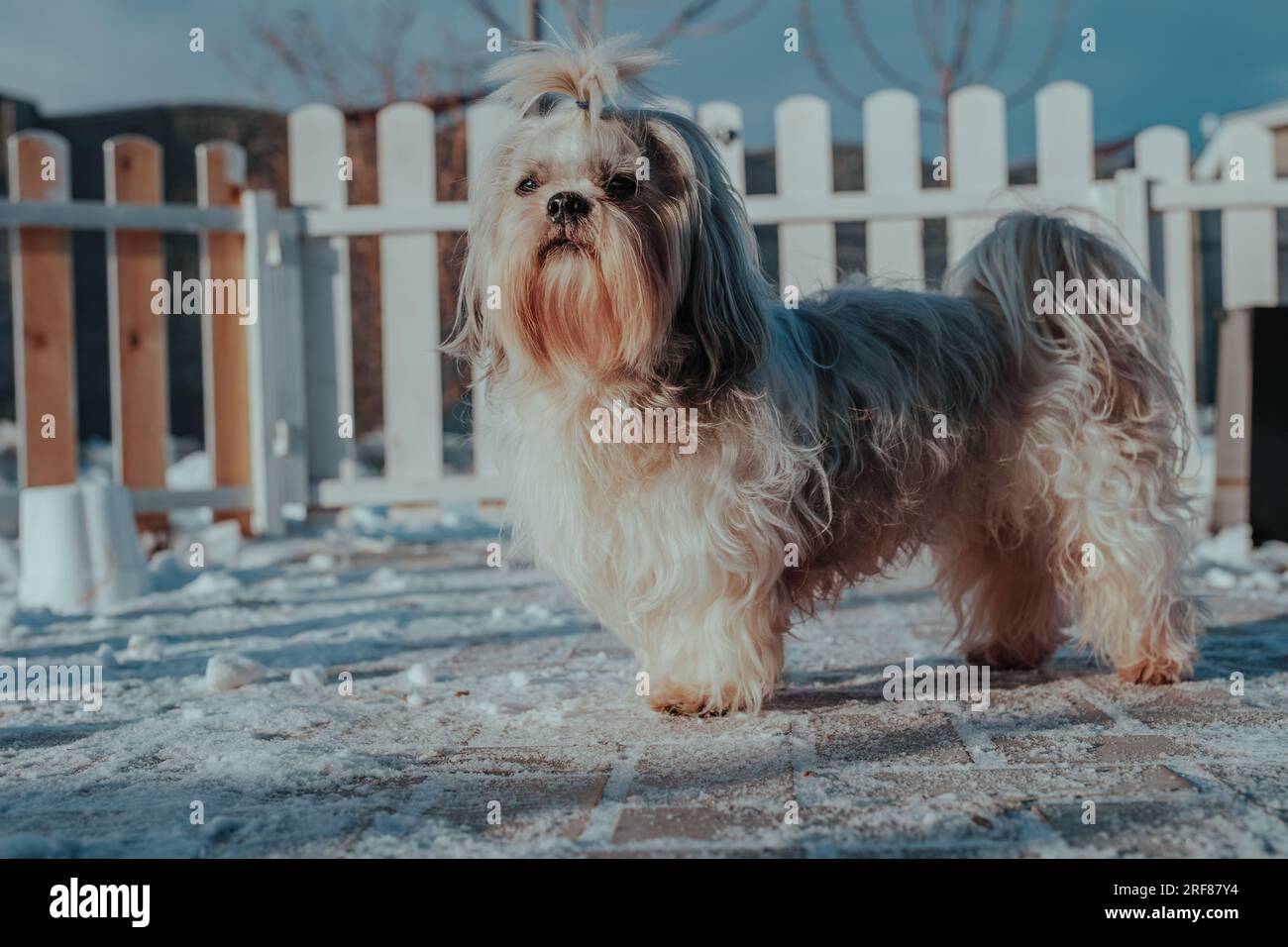 Shih Tzu-Hund steht am Zaun und bewacht die Hütte im Winter Stockfoto