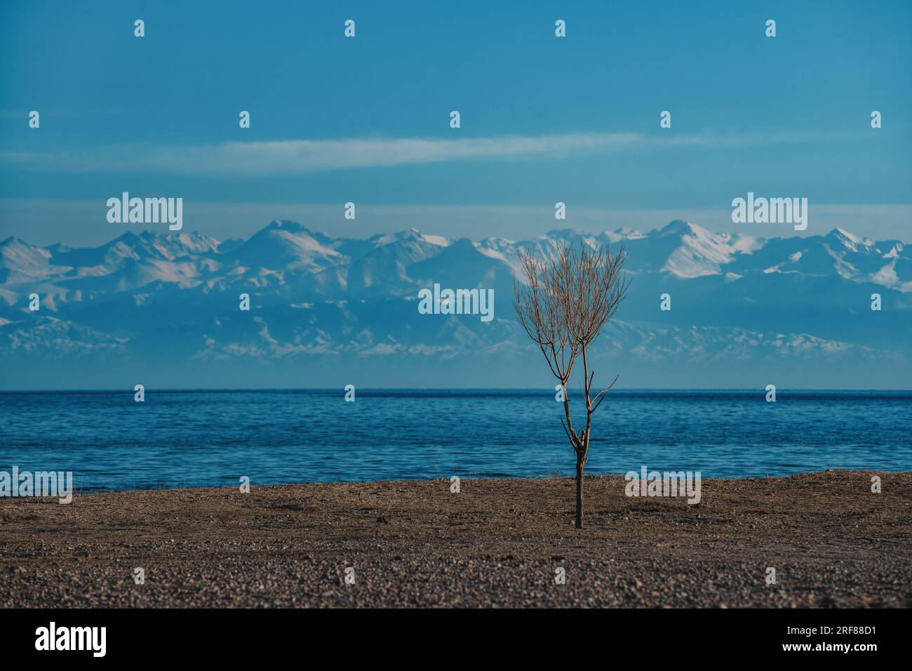 Herbstlandschaft mit Bäumen und See, Kirgisistan, Issyk-Kul See Stockfoto