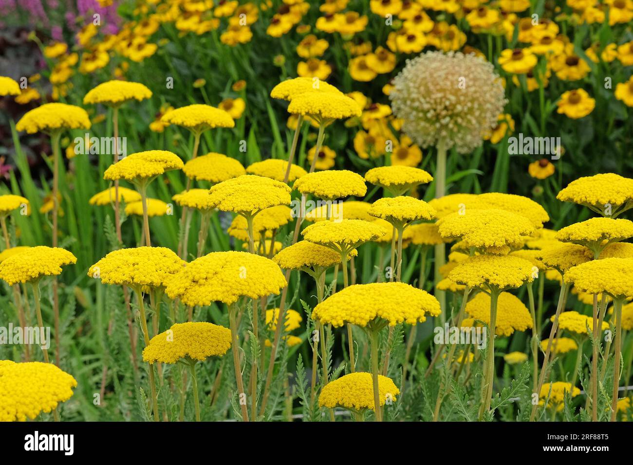Achillea, oder Goldener Pfeil, in Blüte. Stockfoto