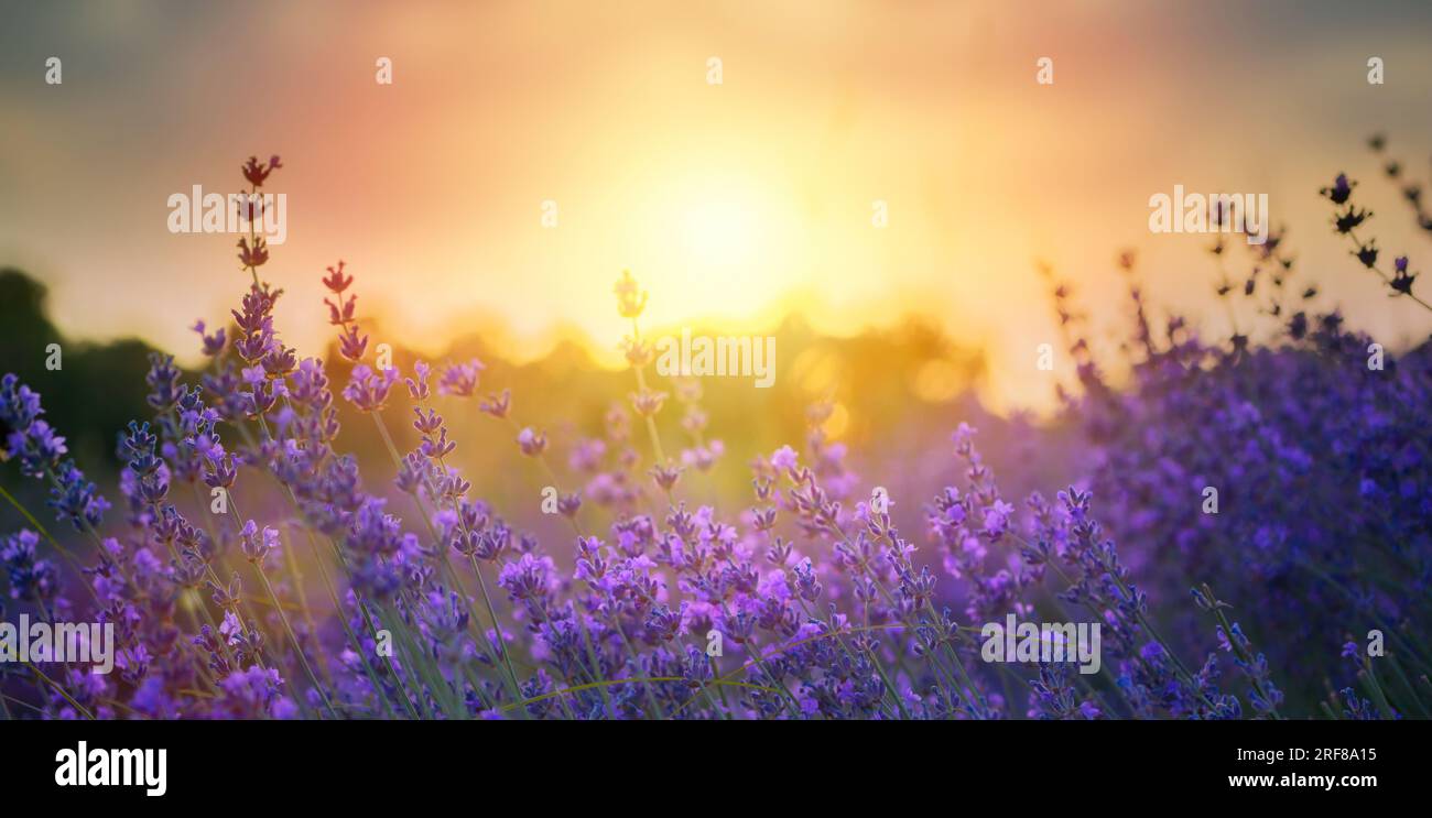 Kunst Wildblumen auf einer Wiese bei Sonnenuntergang. Makrobild, geringe Schärfentiefe. Abstrakter august-Sommer-Naturhintergrund Stockfoto