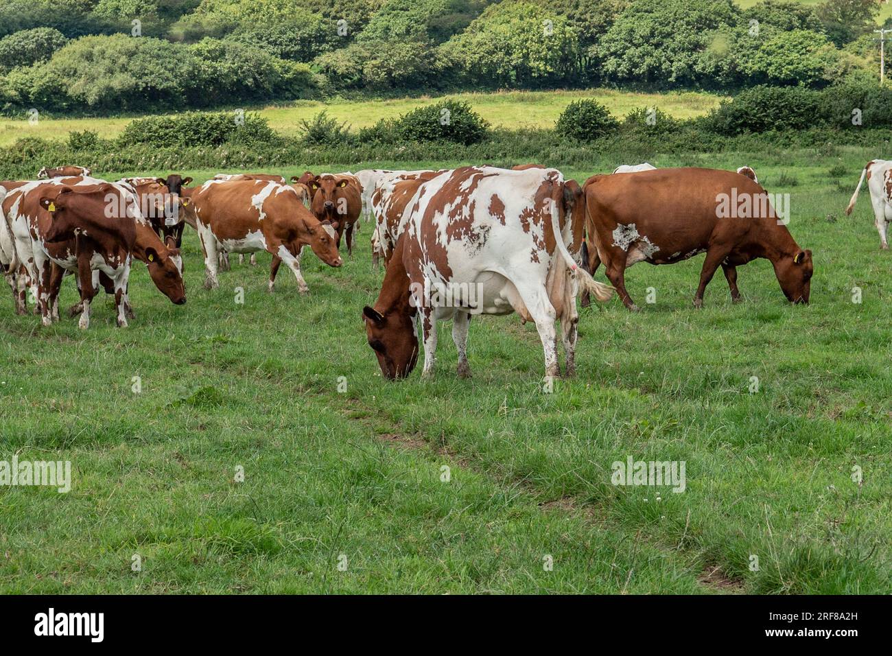 Ayrshire-Kühe grasen Stockfoto