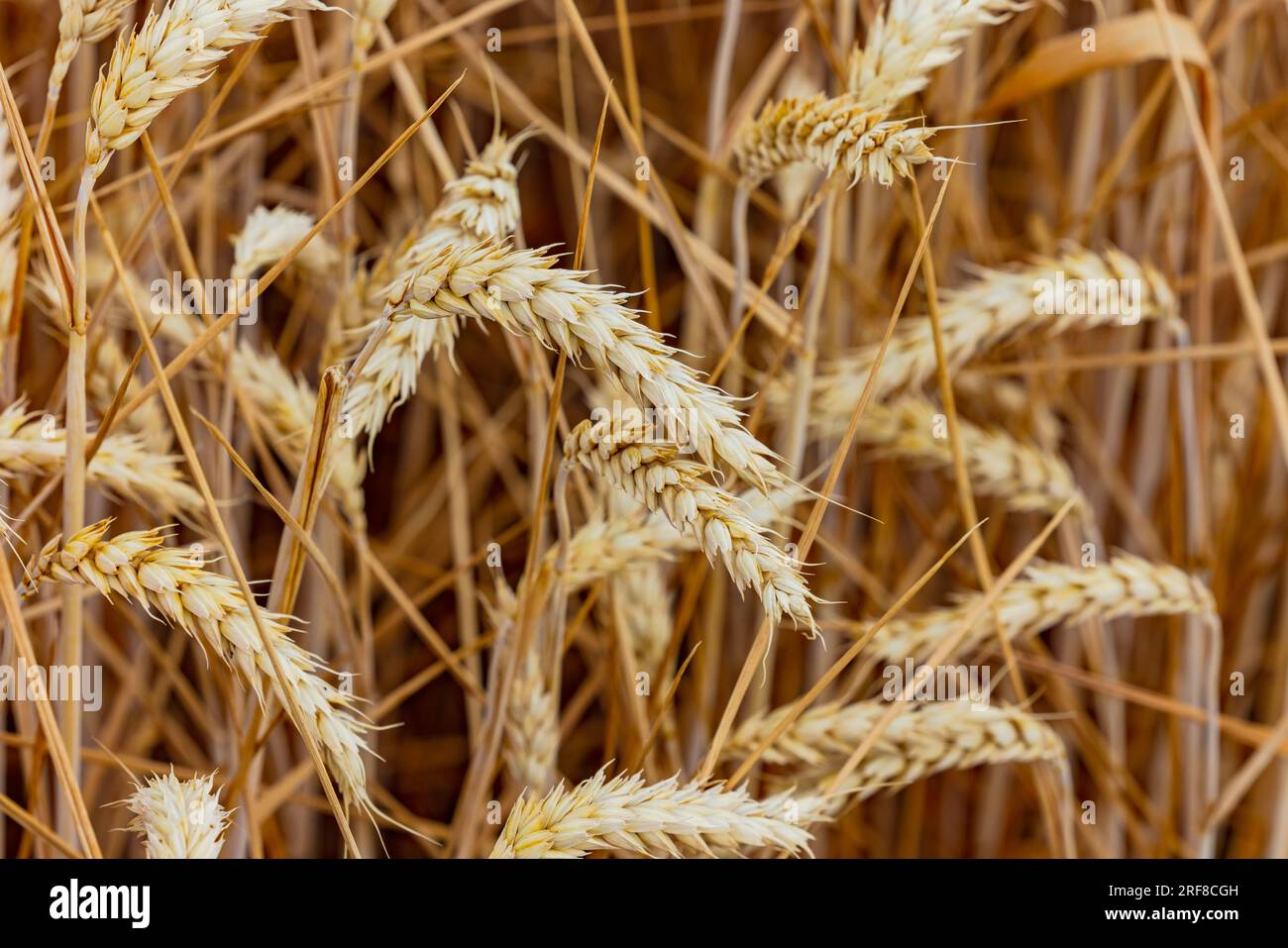 Landwirtschaftliches Feld mit reifem Weizen mit Nahaufnahme einzelner Ohren vor der Ernte, Deutschland Stockfoto