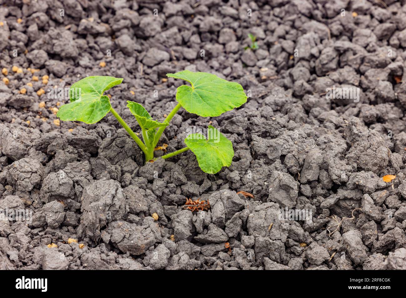 Kleine grüne Kürbispflanze auf staubigen, trockenen Böden auf einem landwirtschaftlichen Feld in Süddeutschland Stockfoto