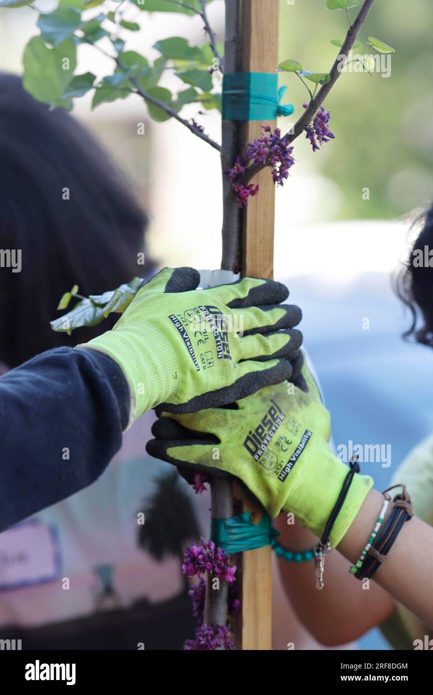 Freiwillige arbeiten am 26. März 2022 bei einer von TreePeople in San Fernando, Kalifornien, organisierten Baumpflanzung in Calles Verdes. Foto: Raquel G. Frohlich. Stockfoto