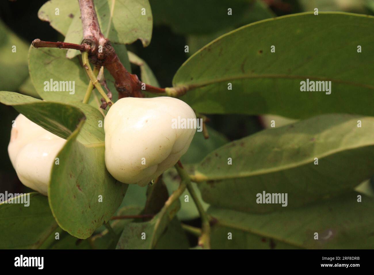 Wässriger Rosenapfel auf dem Baum wird wegen seines Holzes und seiner essbaren Früchte angebaut Stockfoto