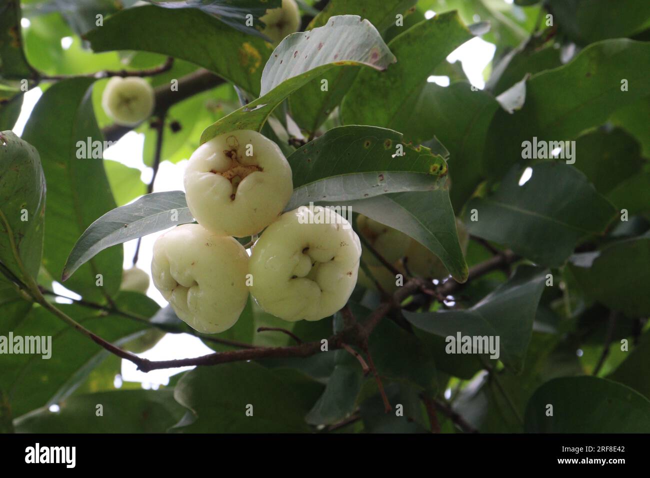 Wässriger Rosenapfel auf dem Baum wird wegen seines Holzes und seiner essbaren Früchte angebaut Stockfoto