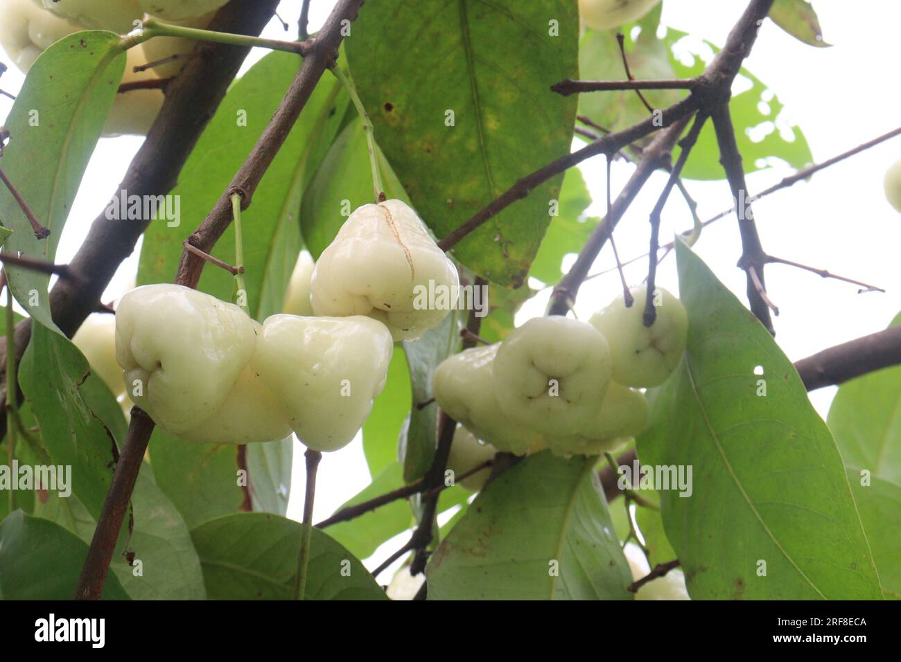 Wässriger Rosenapfel auf dem Baum wird wegen seines Holzes und seiner essbaren Früchte angebaut Stockfoto