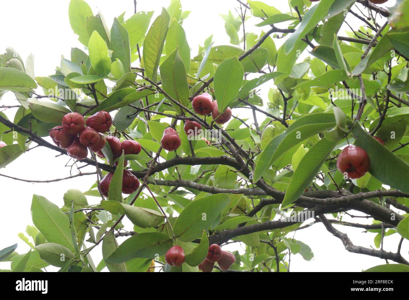 Wässriger Rosenapfel auf dem Baum wird wegen seines Holzes und seiner essbaren Früchte angebaut Stockfoto