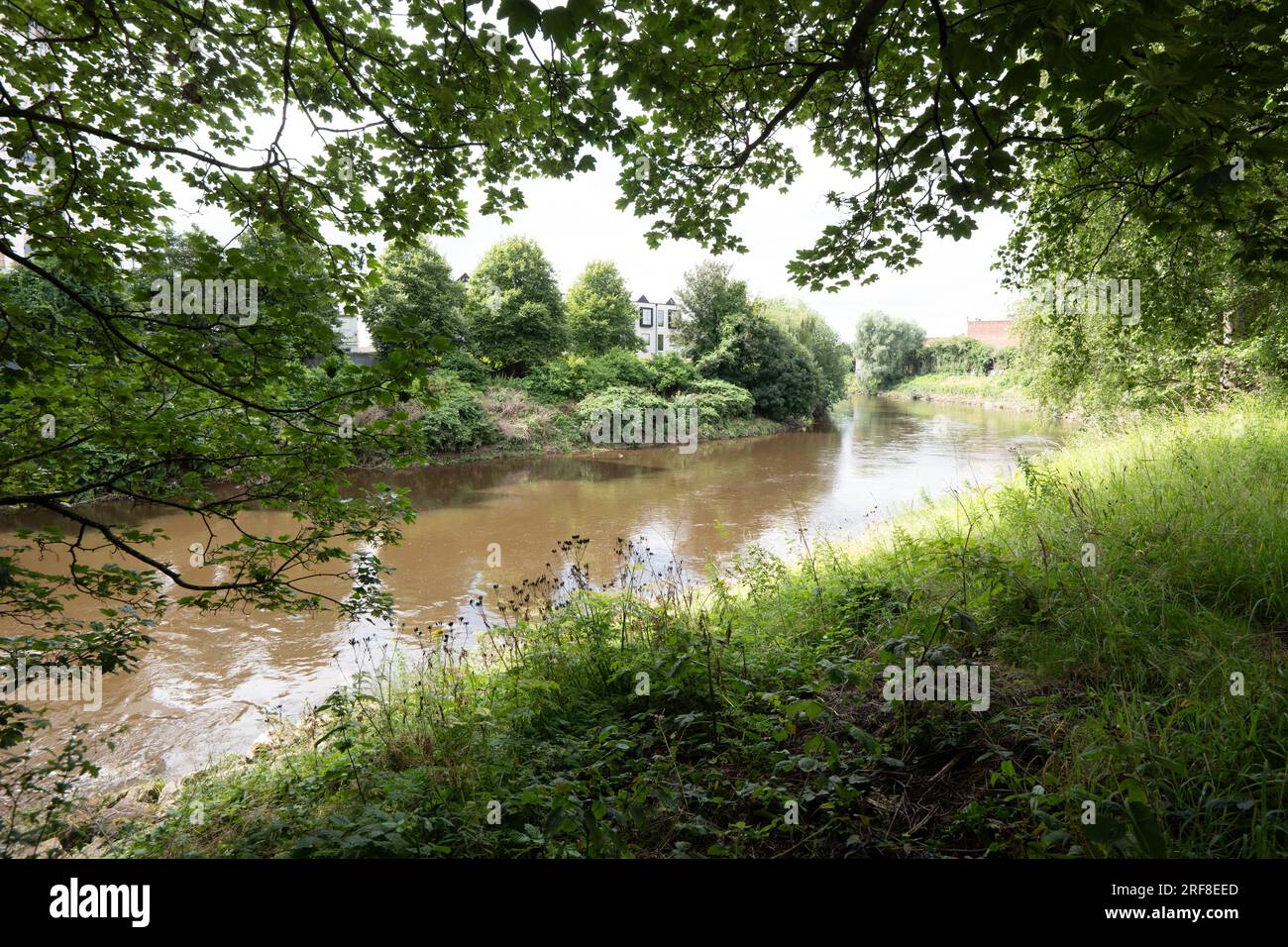 Pflanzen- und Tierwelt am Fluss Irwell. Salford. Bezirk von Greater Manchester. Der Fluss trennt Salford und Manchester. Stockfoto