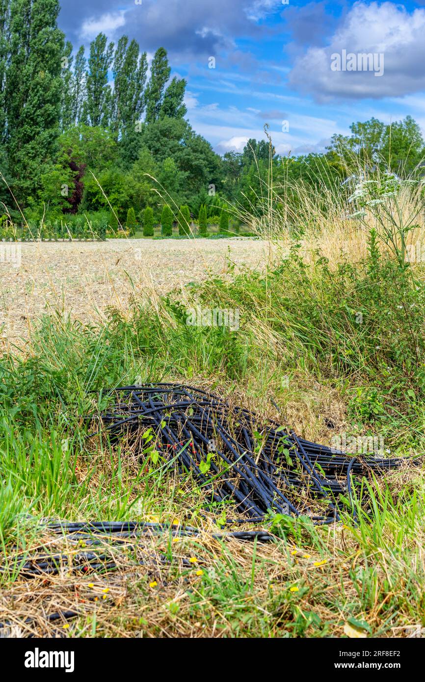 Unbenutzte Glasfaserkabel, die im Straßengraben überwuchert werden – Bossay-sur-Claise, Indre-et-Loire (37), Frankreich. Stockfoto