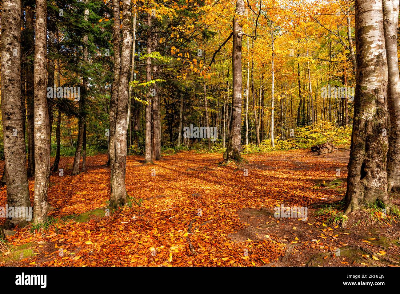Die Wälder sind mit roten Blättern bedeckt Stockfoto
