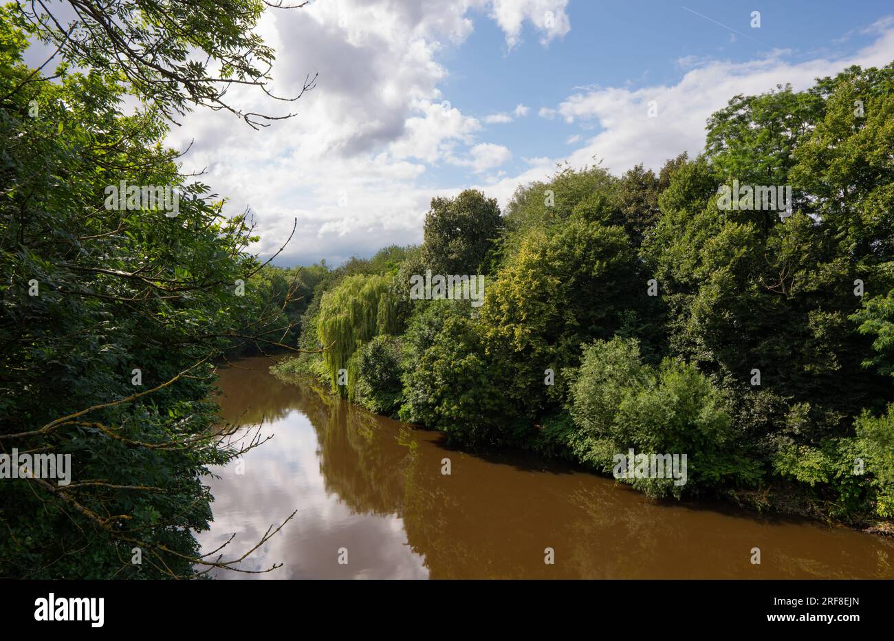 Baum- und Pflanzenwelt und Tierwelt entlang des Flusses Irwell. Salford Borough von Greater Manchester. Stockfoto