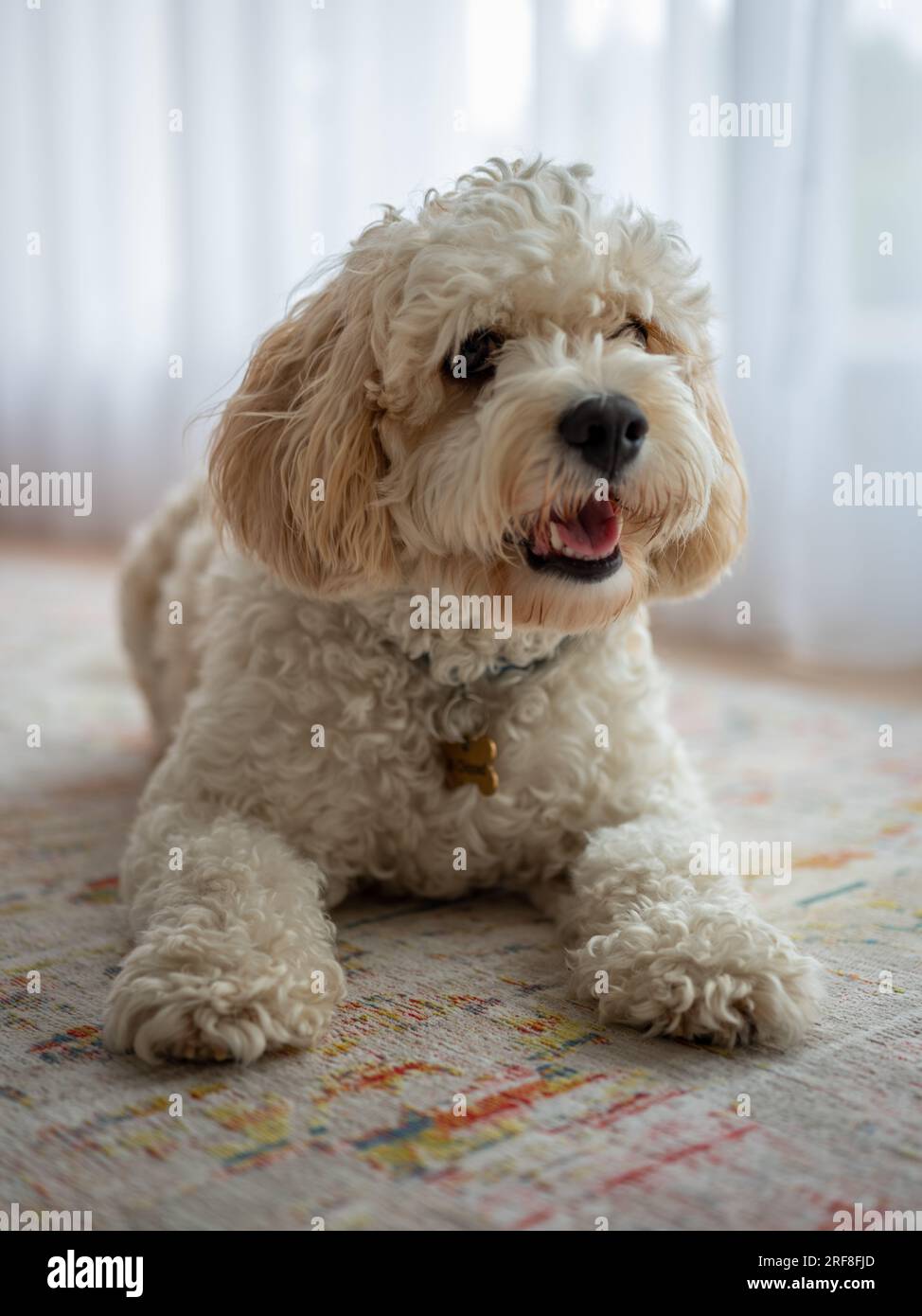 Ein süßer Familienhund, der auf einem Teppich liegt. Stockfoto